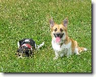 Pembrok Welsh Corgi