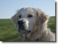 Retriever
