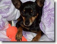 Prague ratter \(Dog standard\)