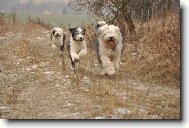 Bobtail