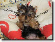 Jorkšírský terier, Yorkshire Terrier,