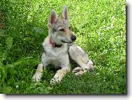 Czechoslovakian wolfdog