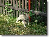 Czechoslovakian wolfdog