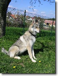 Czechoslovakian wolfdog