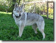 Czechoslovakian wolfdog