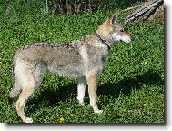 Czechoslovakian wolfdog