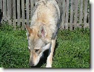 Czechoslovakian wolfdog
