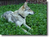Czechoslovakian wolfdog