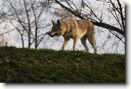 Czechoslovakian wolfdog