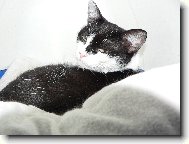 Australsk silky terir