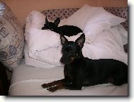 Prague ratter \(Dog standard\)