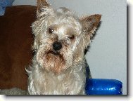 Jorkšírský terier, Yorkshire Terrier,