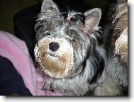 Jorkšírský terier, Yorkshire Terrier,