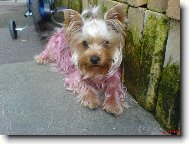 Jorkšírský terier, Yorkshire Terrier,