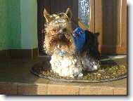 Jorkšírský terier, Yorkshire Terrier,