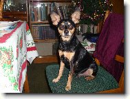 Prague ratter \(Dog standard\)