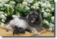 Deutscher spitz Wolfspitz, Keeshound