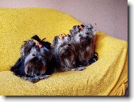 Jorkšírský terier, Yorkshire Terrier,