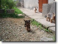 Jorkšírský terier, Yorkshire Terrier,
