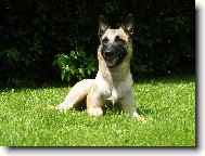 Belgian shepherd malinois \(Dog standard\)