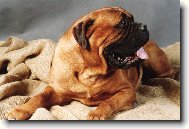 Bullmastiff