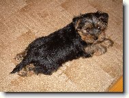 Jorkšírský terier, Yorkshire Terrier,