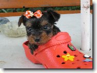 Jorkšírský terier, Yorkshire Terrier,