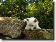 West Highland White Terrier