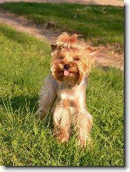 Jorkšírský terier, Yorkshire Terrier,