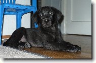 Labradorsk retrvr
