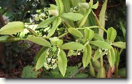 Coelogyne