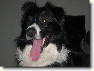 Border collie \(Dog standard\)