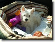 West Highland White Terrier