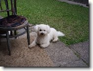 Bichon á poil frisé, Bichon Frise