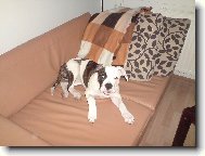 Americk bulldog