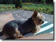 Jorkšírský terier, Yorkshire Terrier,