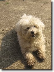 Bichon á poil frisé, Bichon Frise