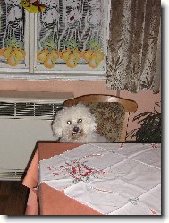 Bichon á poil frisé, Bichon Frise