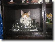 Domestic cat