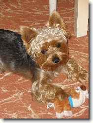 Jorkšírský terier, Yorkshire Terrier,