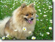 Deutscher spitz - Kleinspitz, German Spitz Miniature Spitz