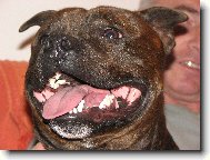Staffordshire Bullterrier