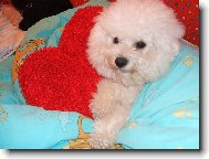 Bichon á poil frisé, Bichon Frise