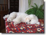 Bichon á poil frisé, Bichon Frise