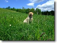 Retriever