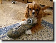 Cavalier King Charles Spaniel