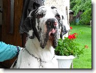 Deutsche Dogge