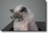 Exotic short hair cat