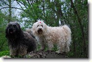 Tibetan Terrier