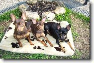 Prague ratter \(Dog standard\)